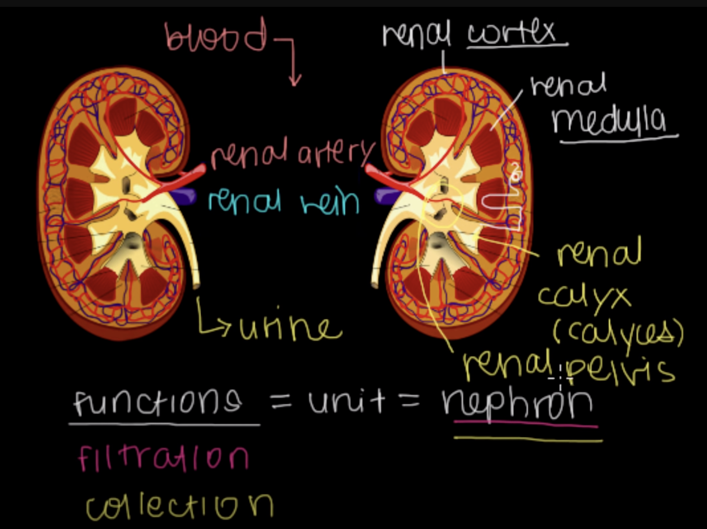 <p>Renal Pelvis</p>