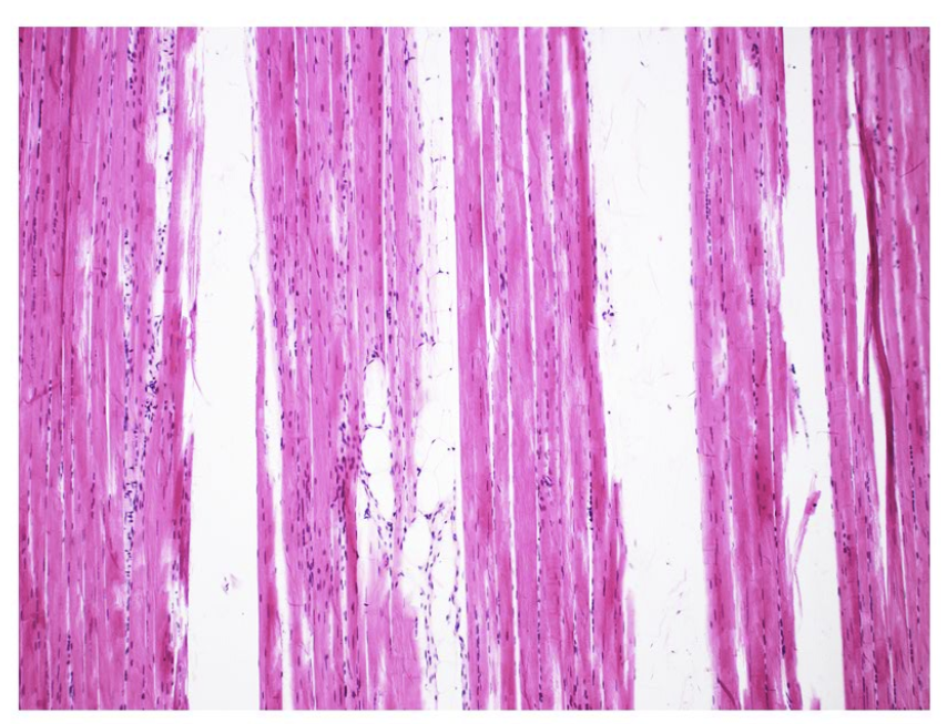 <p>Name the tissue.</p>