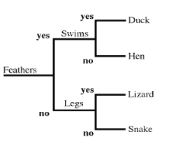 <p>type of phylogenetic tree that branches off in pairs</p>