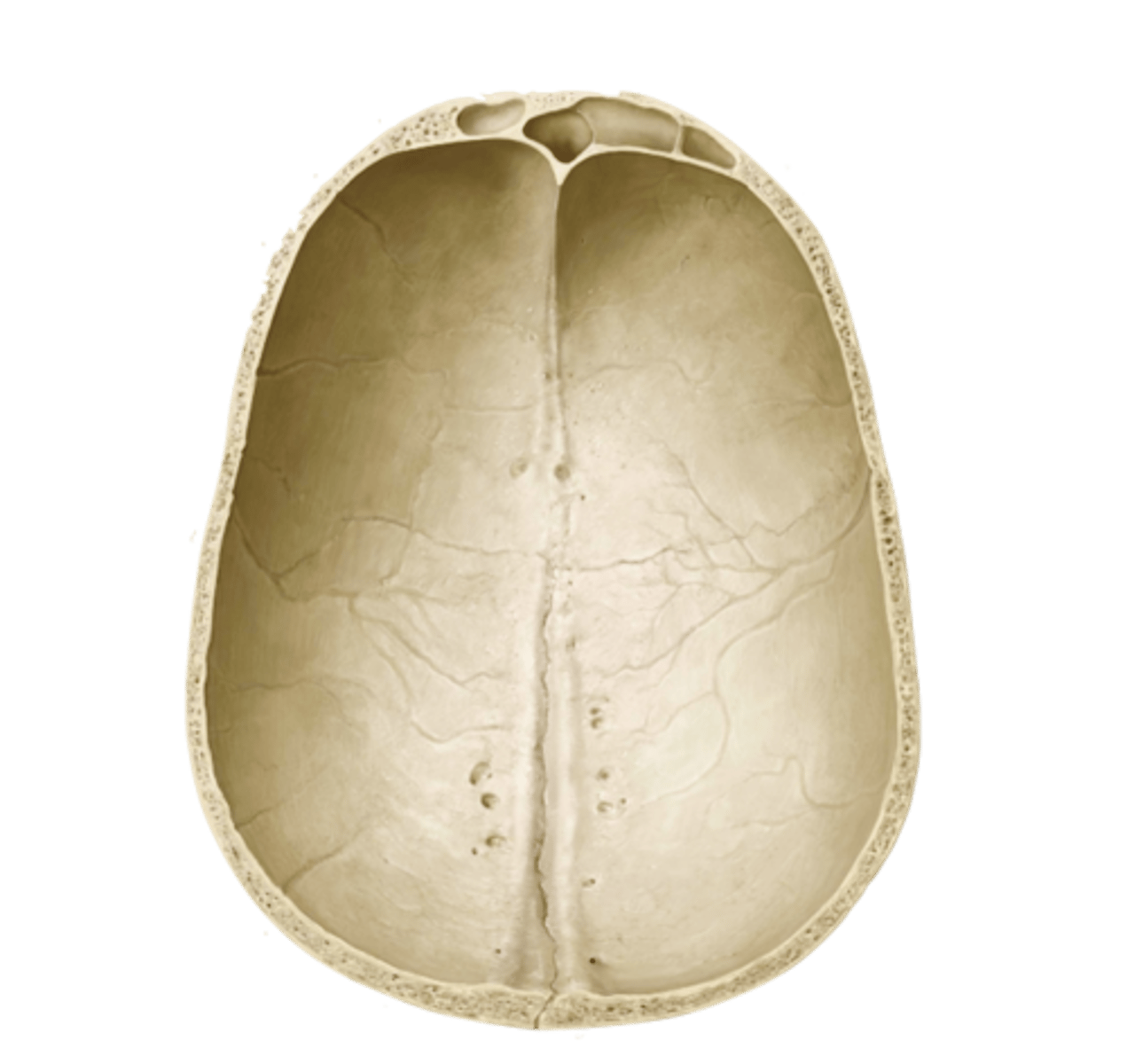 <p>superior, lateral, and posterior walls of skull</p>