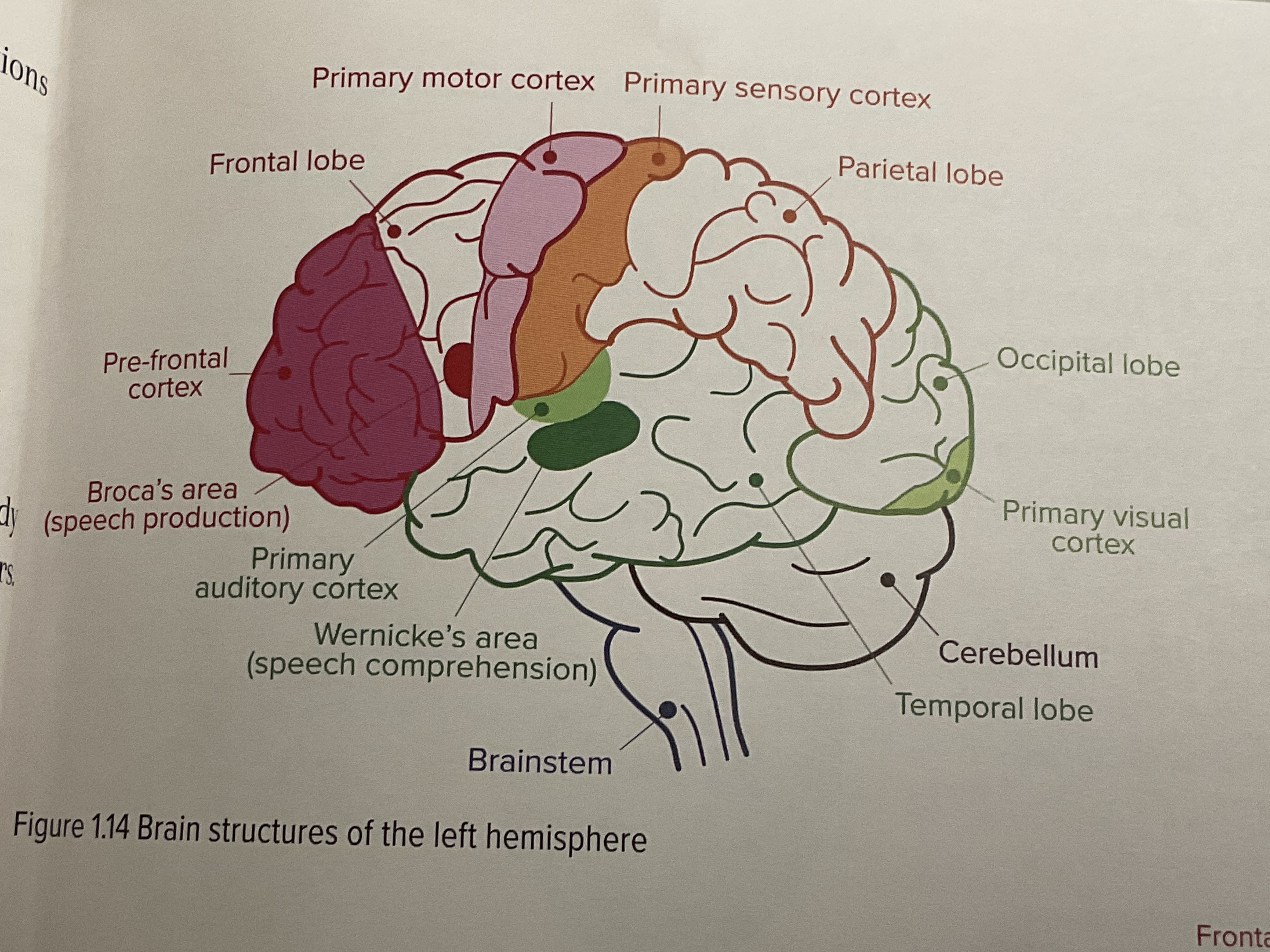 <ul><li><p>Broca’s area</p></li><li><p>Wernicke’s area</p></li><li><p>Pre-frontal cortex</p></li><li><p>Primary motor cortex</p></li><li><p>Primary sensor cortex</p></li><li><p>Primary auditory cortex</p></li><li><p>Primary visual cortex</p></li></ul><p></p>