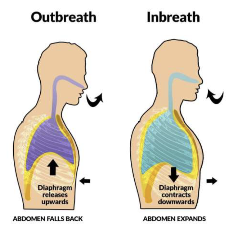 <p>Diaphragmatic Excursing is the descent of the diaphragm with respirations </p><ul><li><p>percuss for diaphragmatic excursion </p></li><li><p>assess degree of symmetry for diaphragm movement with respiration </p></li><li><p>Normal excursion = 3-5.5cms and symmetrical bilaterally </p></li><li><p>HOT TIP: you aren’t percussing the actual diaphragm, but rather the boundary between the resonant lung tissue and the duller structures below </p></li><li><p>Absent decent of the diaphragm can indicate pleural effusion or atelectasis of lower lobe on the affected side </p></li></ul><p></p>