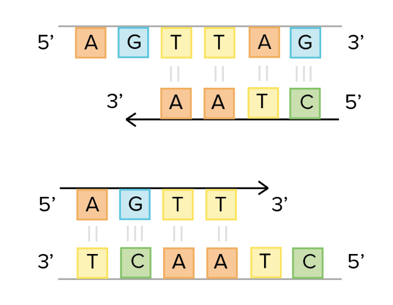 <p>Free nucleotides from the cytoplasm enter the nucleus with the help of DNA polymerase; they bond to complementary bases on the DNA strands</p>