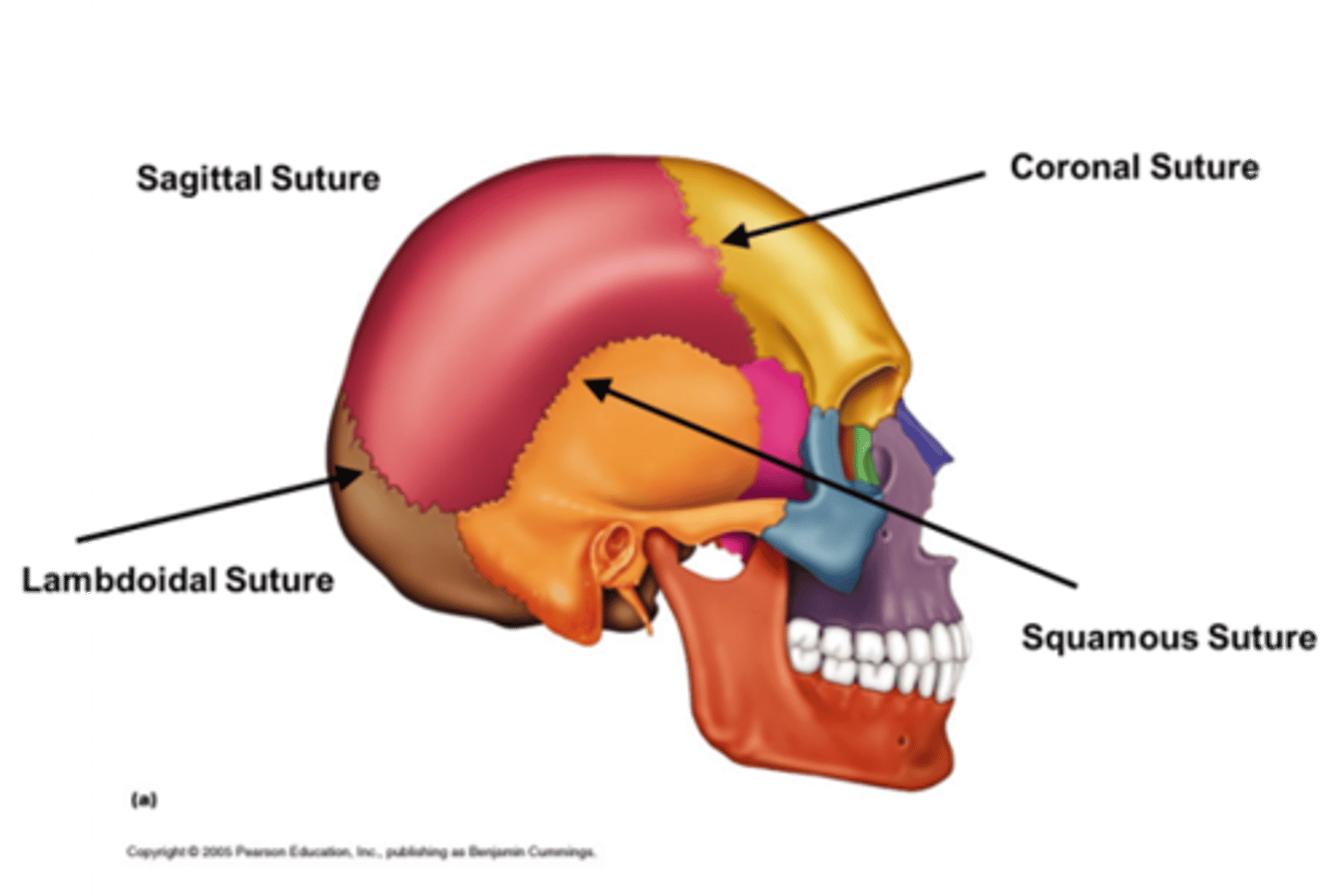 <p>8 bones forming the skull.</p>