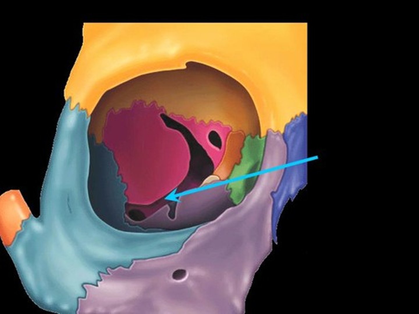 <p>maxillary and sphenoid bone</p>