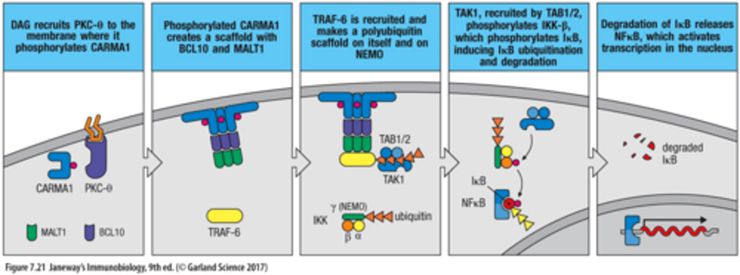 <p>1. DAG ecruits PKC-θ to the membrane where it phosphorylates CARMA1</p><p>2. Phosphorylated CARMA1 creates a scaffold with BCL10 and MALT1</p><p>3. TRAF-6 is recruited and makes a polyubiquitin scaffold on itself and on NEMO</p><p>3. TAK1, recruited by TAB1/2, phosphorylates IKK-𝛽, which phosphorylates Iκ𝛽, inducing Iκ𝛽 ubiquitination and degradation</p><p>4. Degradation of Iκ𝛽 releases NFκ𝛽, which activates transcription in the nucleus</p>