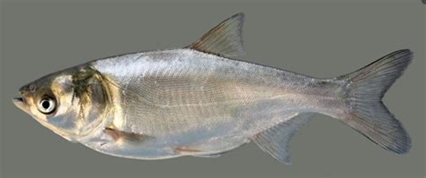 <p>describes an organism that eats plankton</p><p>- the Silver Carp</p>