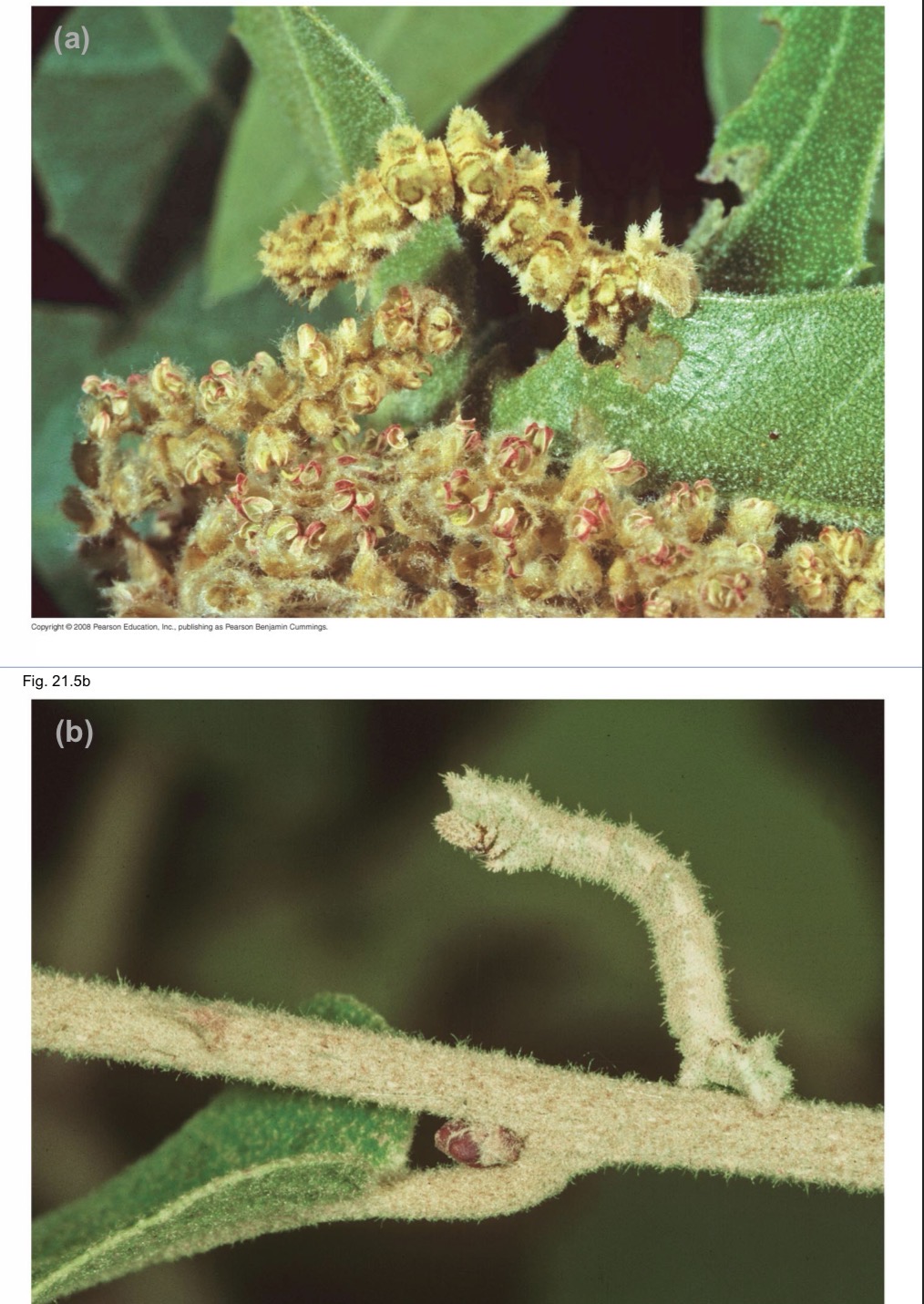 <p>How are these two caterpillars the same species when they differ phenotypically? (And difference is not genetically encoded)</p>