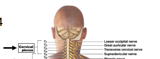 <p>Cervical Plexus</p>