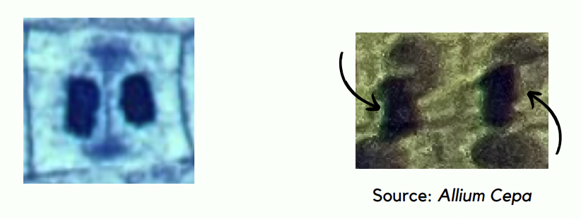 <p>What phase is this?</p>