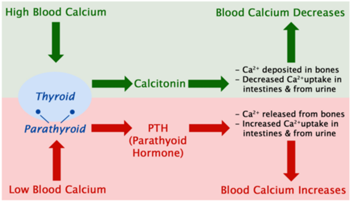 <p>Calcitonin from the thyroid lowers blood calcium while the parathyroid hormone from the parathyroid glands raises blood calcium</p>