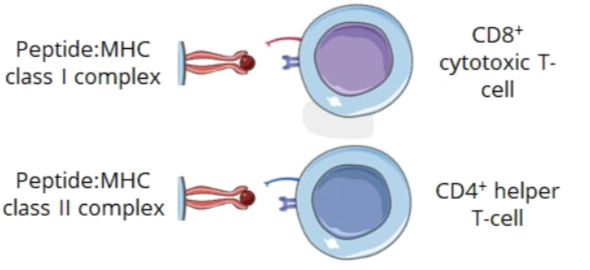 <ul><li><p>there are 2 classes of MHCs:</p><ul><li><p>MHC class I (CD8 cytotoxic T cell)</p></li><li><p>MHC class II (CD4 helper T cell)</p></li></ul></li><li><p>these classes help to distinguish between different recognition patterns</p></li></ul><p></p>