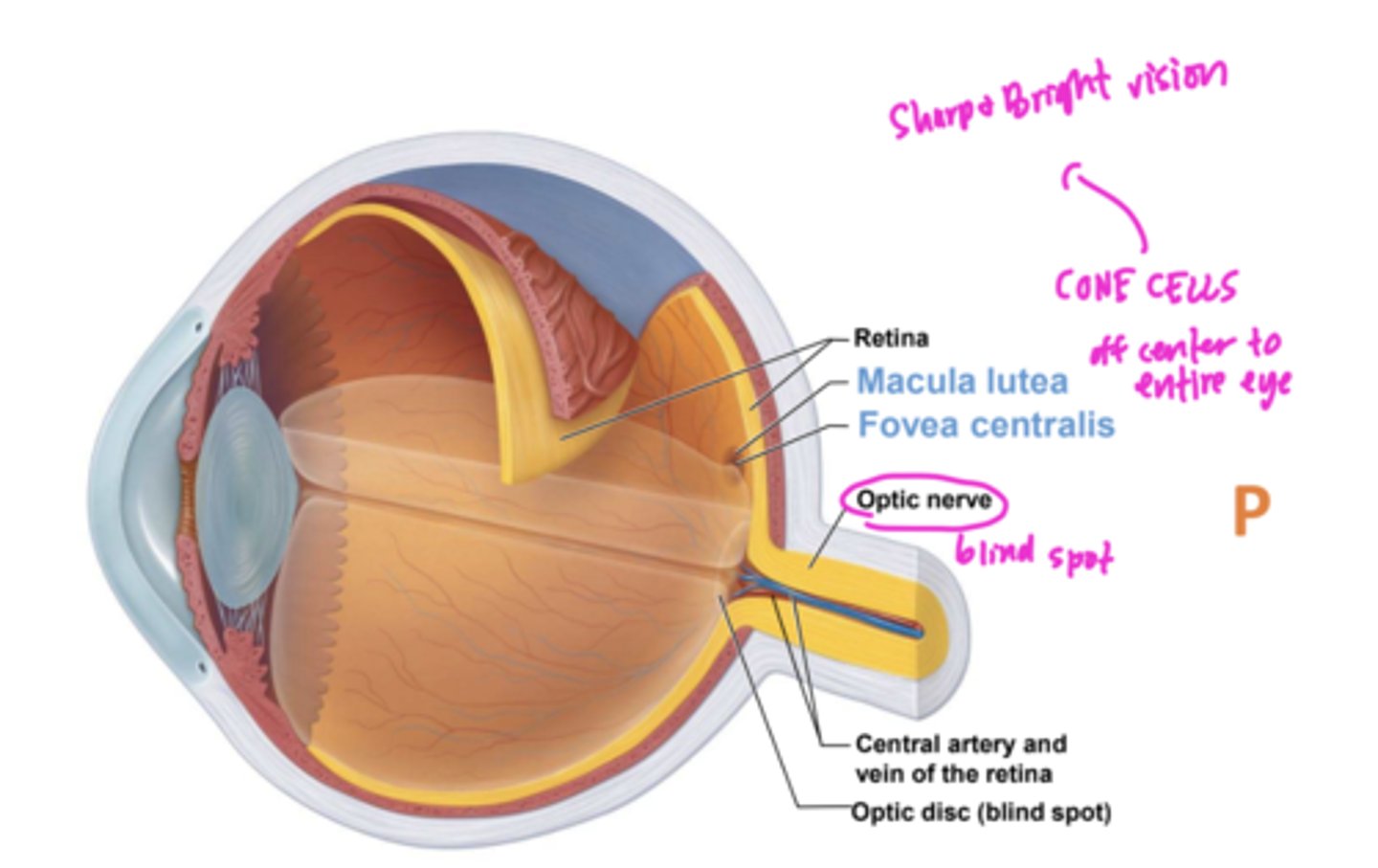 <p>Macula lutea, an oval region exactly at posterior pole</p>
