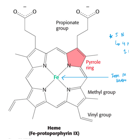<p>iron (Fe) in middle, bound to 4 Nitrogens</p>
