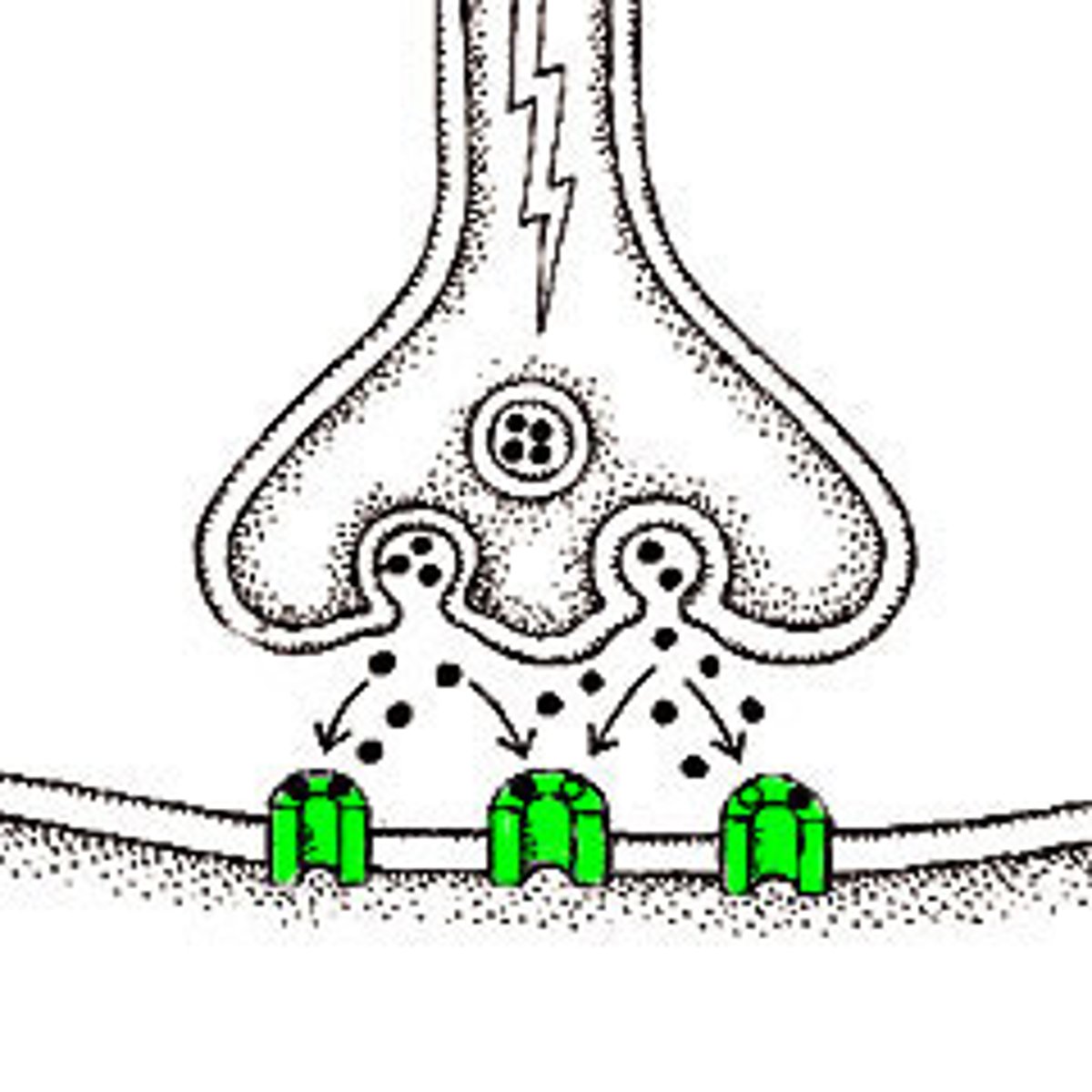 <p>lock-key area of the receiving neuron to receive the incoming neurotransmitter</p>