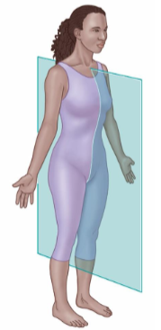 <ul><li><p>Divides into right and left sides of the body.</p></li></ul><p></p>