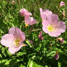<p><em>Oenothera</em> (Evening Primrose)</p>