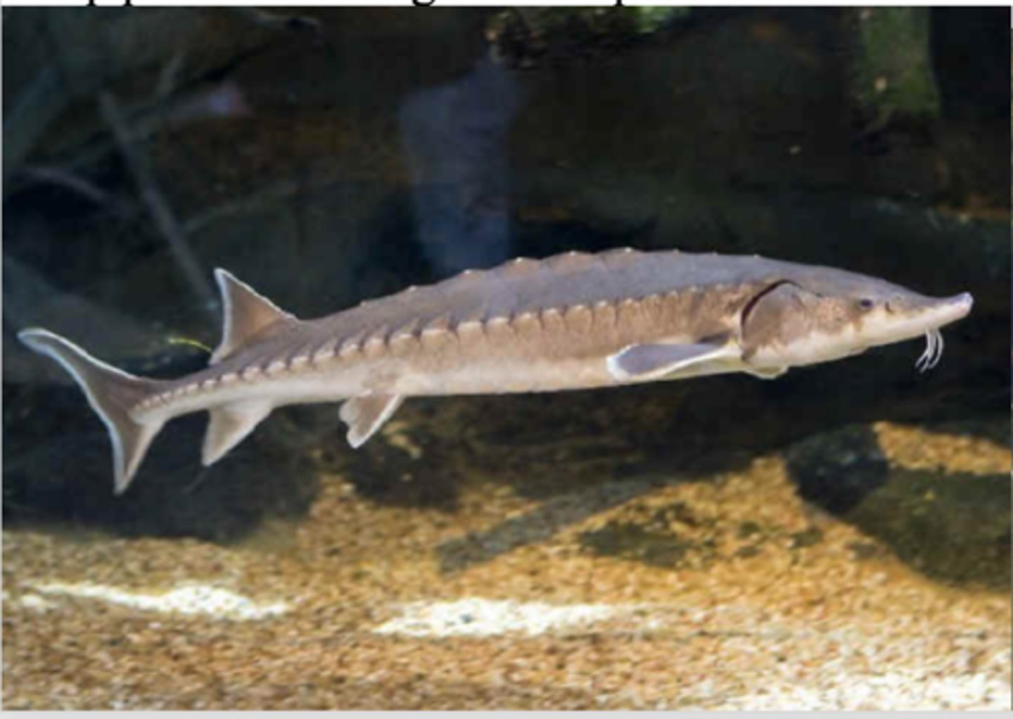 <p>Ascipensiformes</p><p>Sturgeons and paddlefish</p>