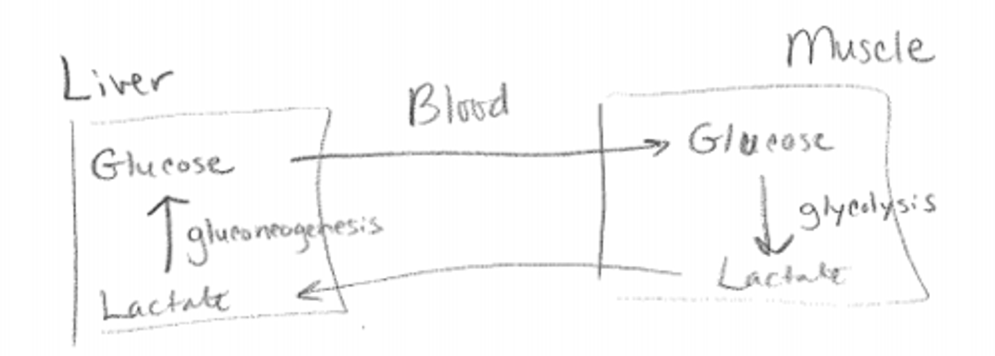 <p>d. It involves the transport of lactate from skeletal muscle to the liver for gluconeogenesis</p>