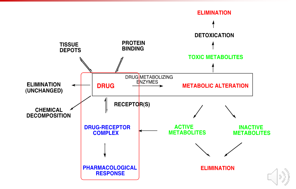 <ol><li><p>Protein binding </p></li><li><p>Tissue depots </p></li><li><p>Elimination (unchanged) </p></li><li><p>Chemical decomposition </p></li><li><p>Drug receptor complex —&gt; Pharmacoloigcal response </p></li><li><p>Metabolic alteration via Drug metabolizing enzymes </p></li></ol><p></p>