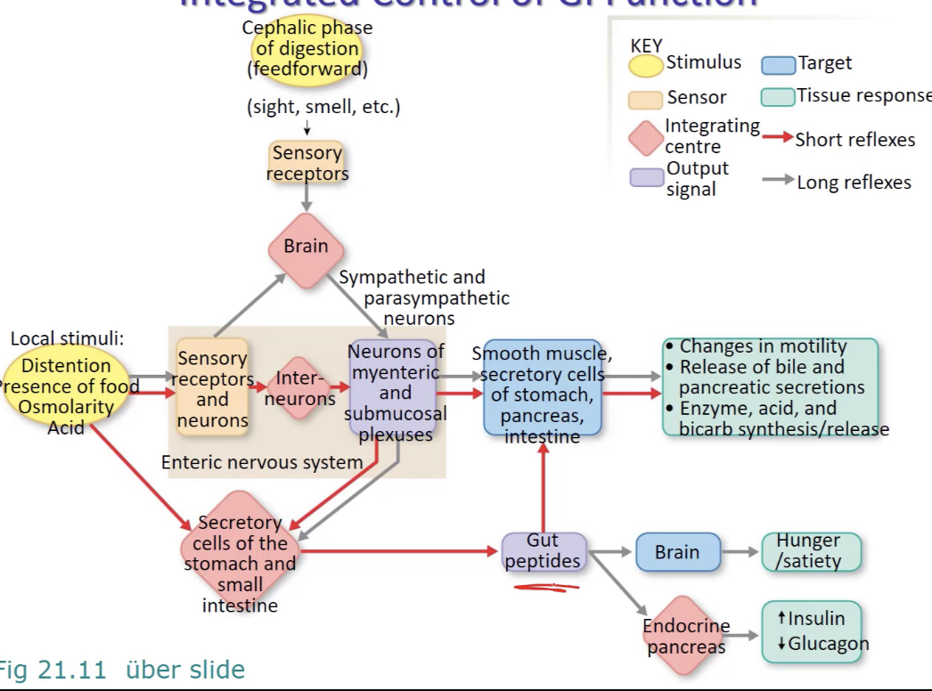 <ul><li><p>produced by cells w in lamina propria</p></li><li><p>can act locally (paracrine) or travel via blood (endocrine)</p><ul><li><p>act on motility → alter peristalsis, gastric emptying, etc</p></li><li><p>act on secretion → both exocrine and endocrine secretion</p><ul><li><p>endocrine happens by talking to pancreas (inc insulin, dec glucagon) or brain (inc hunger)</p></li></ul></li></ul></li></ul><p></p>