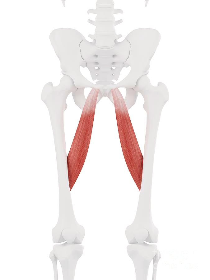 <p>medial compartment</p><p>D</p>