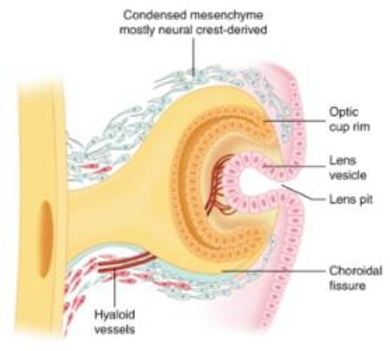 <p>The loose connective tissue from which the connective tissues of the eye and orbit develop.</p>