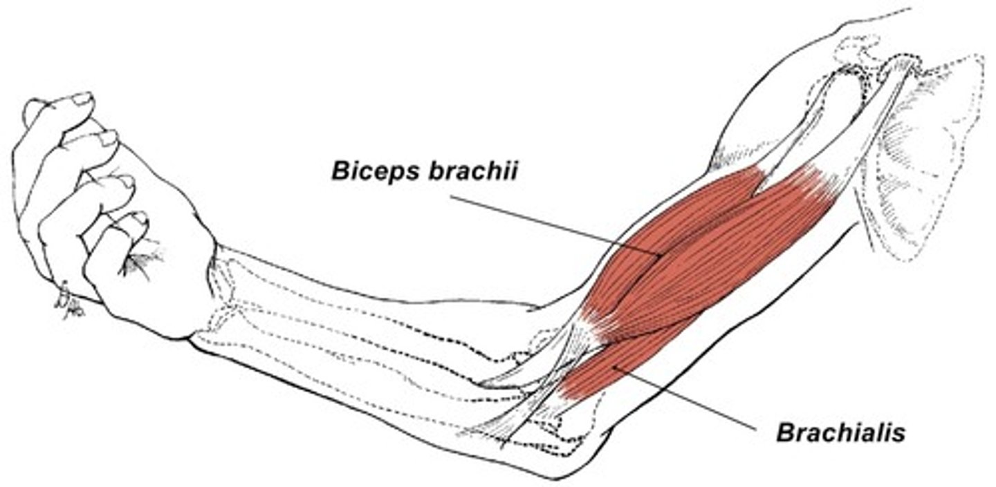 <p>O: Distal half of the diaphysis of the anterior humerus</p><p>I: coronoid process of Ulna</p><p>A: Flexes forearm</p>