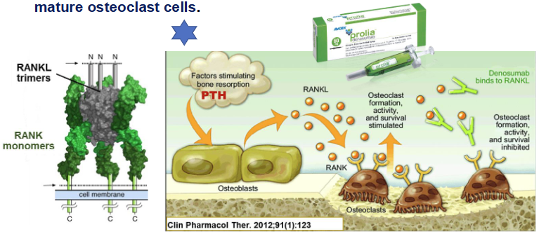 <p>How does denosumab work?</p>