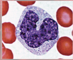 <p>(agranulocyte)</p><p>increased numbers in viral infections and inflammation</p><ul><li><p>leave blood and transform into macrophages</p><ul><li><p>phagocytize pathogens and debris</p></li><li><p>“present” antigens to activate other immune cells—antigen-presenting cells (APCs)</p></li></ul></li></ul><p></p><p></p>