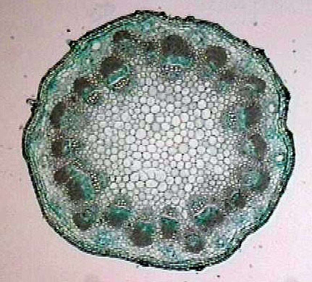 <p>advanced stele; vascular bundles in ring around central pith</p>