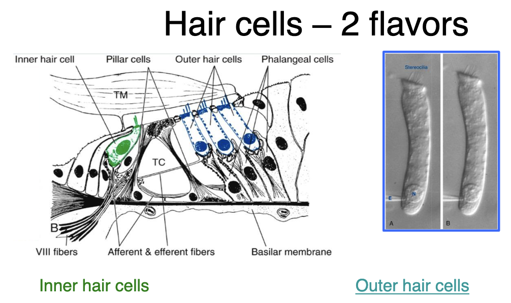 <p>characteristics of outer hair cells?</p>