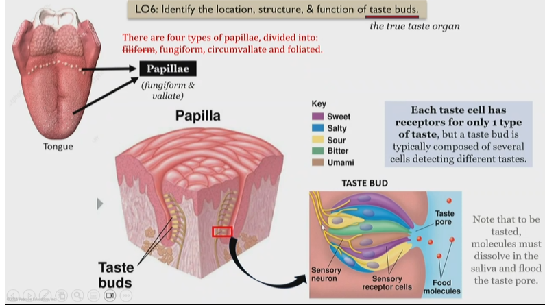 <p>Inside of papillae there are taste buds, consisting of </p>