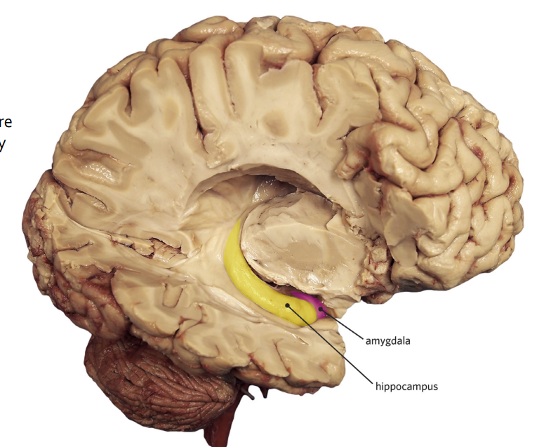<p>Responsible for memory in the brain</p>