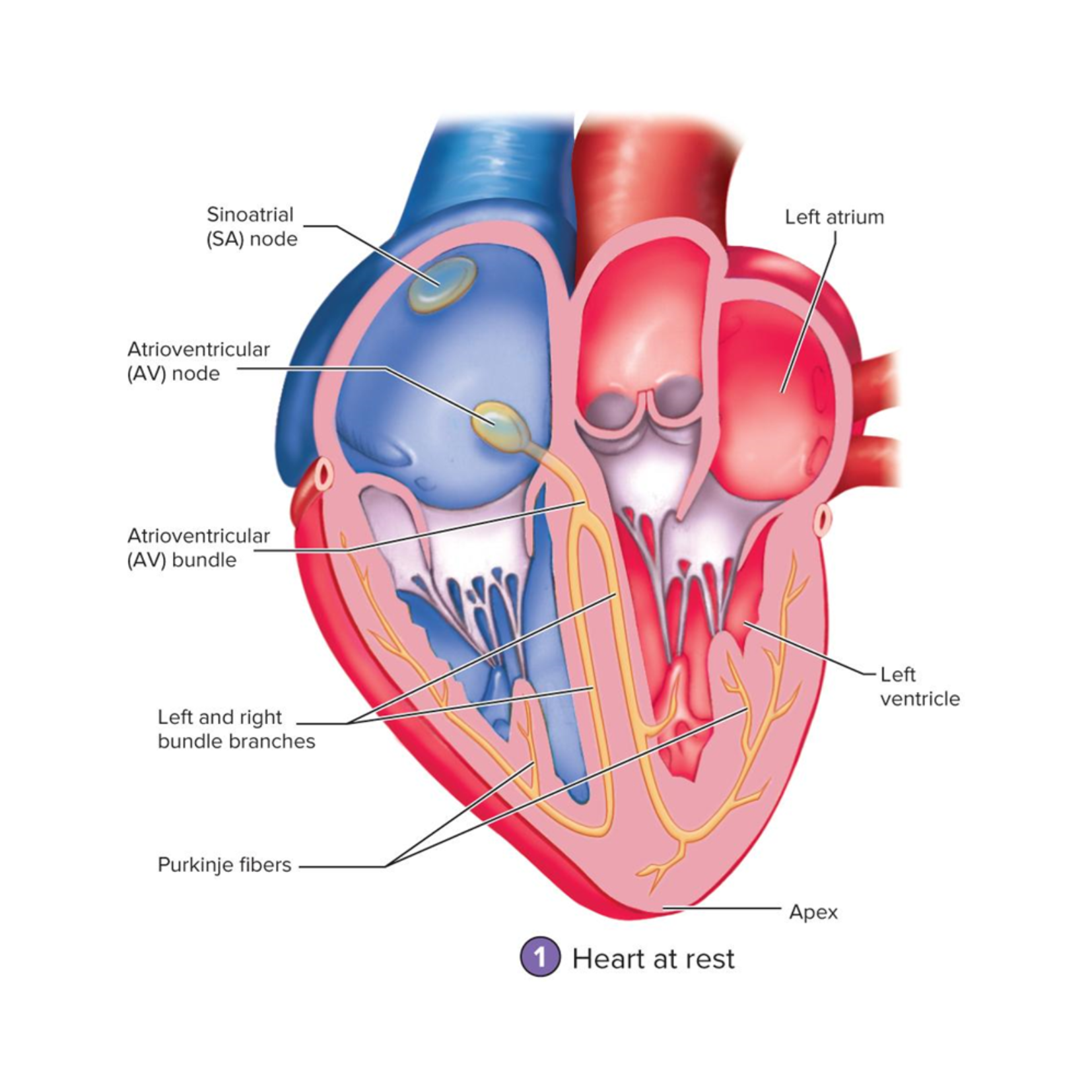<ul><li><p>large myofibers of the Conducting Network</p></li><li><p>located in the ventricle walls</p></li><li><p>conduct the AP to the ventricular muscle cells</p></li></ul><p></p>