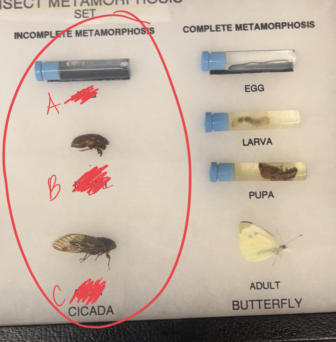 <ul><li><p>type of metamorphosis?</p></li><li><p>label stages</p></li></ul>