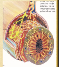<p>3rd autonomic system</p><p>innervates smooth muscle and glands</p><p>has own ganglia and reflex arcs</p>