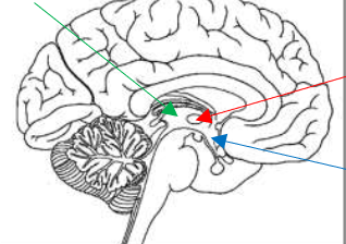 <p>What is the red arrow pointing to?</p>
