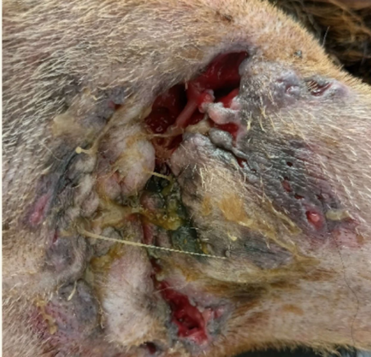 <p>¿lesión?</p><p>¿primaria o secundaria?</p>