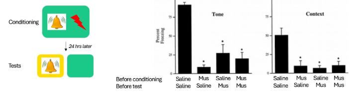 <p>BLA inactivation findings</p>