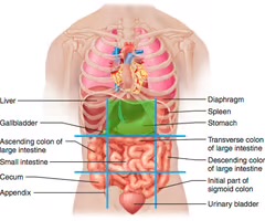 <p>located above the stomach</p>