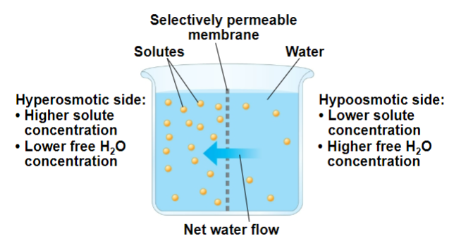 <ul><li><p>solute concentration</p></li><li><p>selectively permeable</p></li><li><p>iso-osmotic, equal, both</p></li><li><p>hypo-osmotic, hyper-osmotic</p></li></ul><p></p>