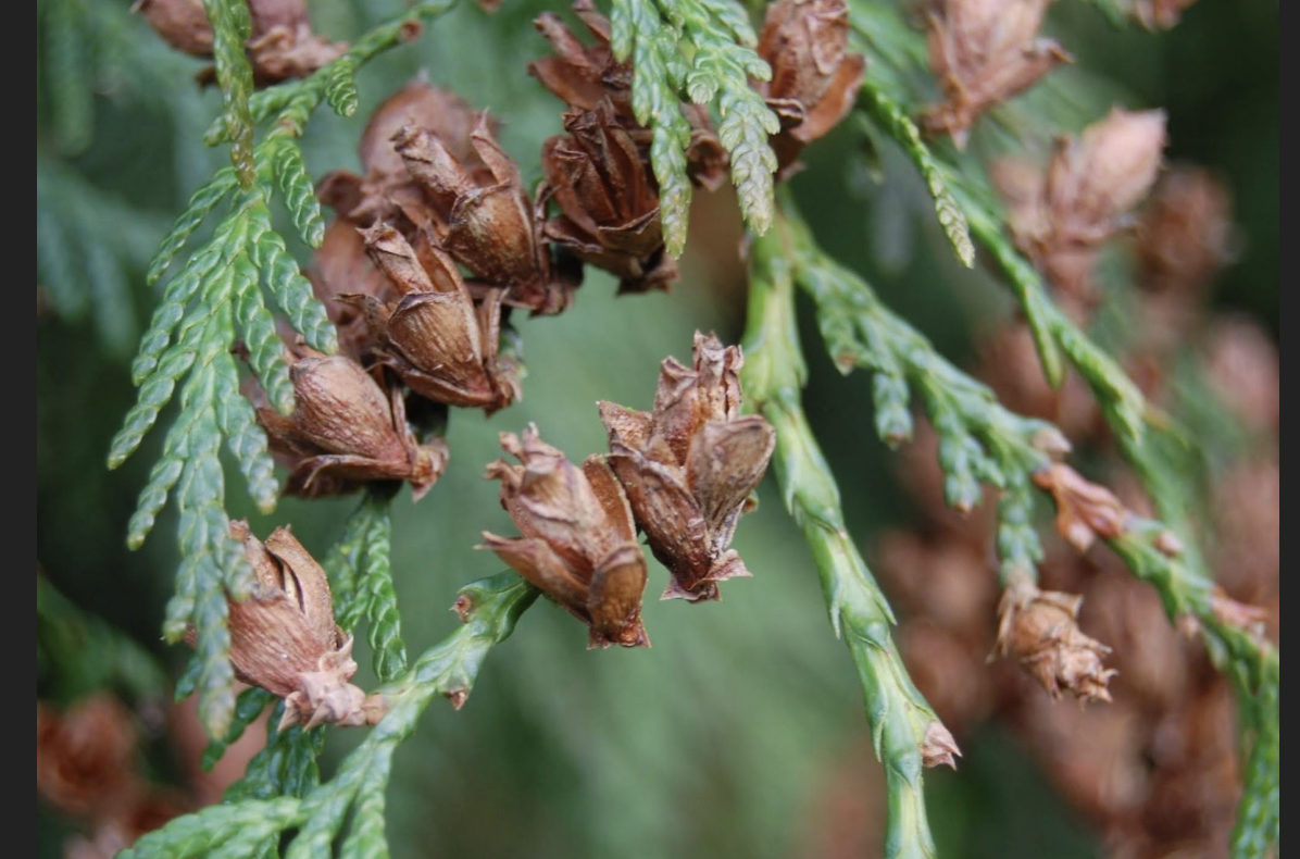 <p>identify by cones</p>