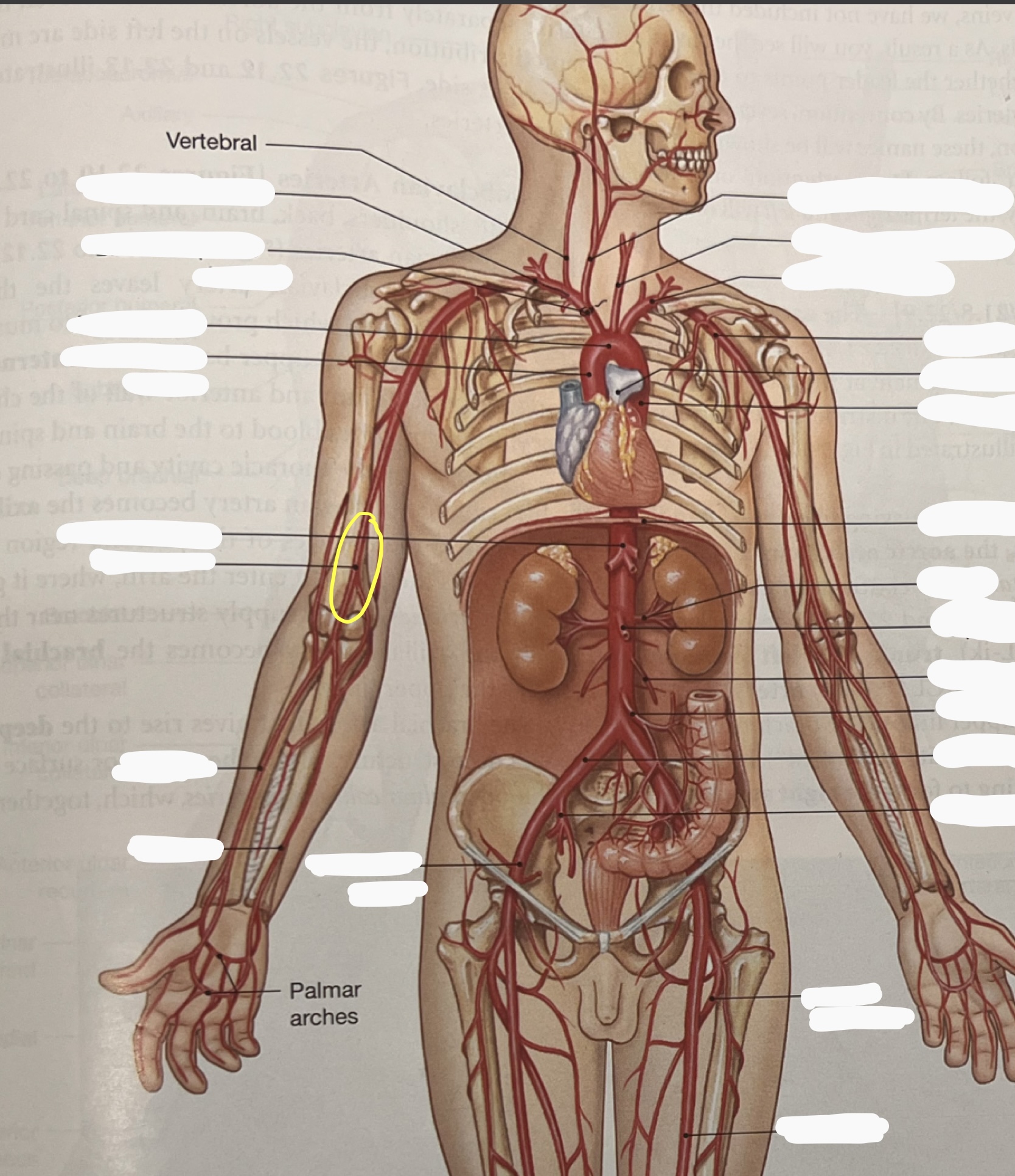 knowt flashcard image