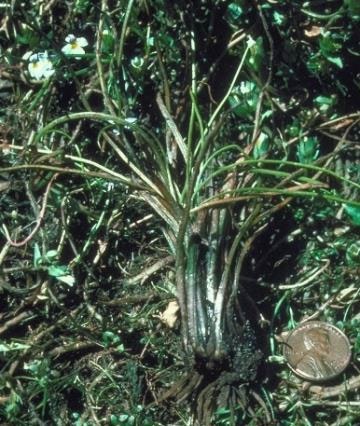 <p>Isoetaceae</p>