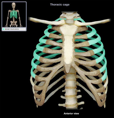 label the bones and features of the pectoral girdle:
___