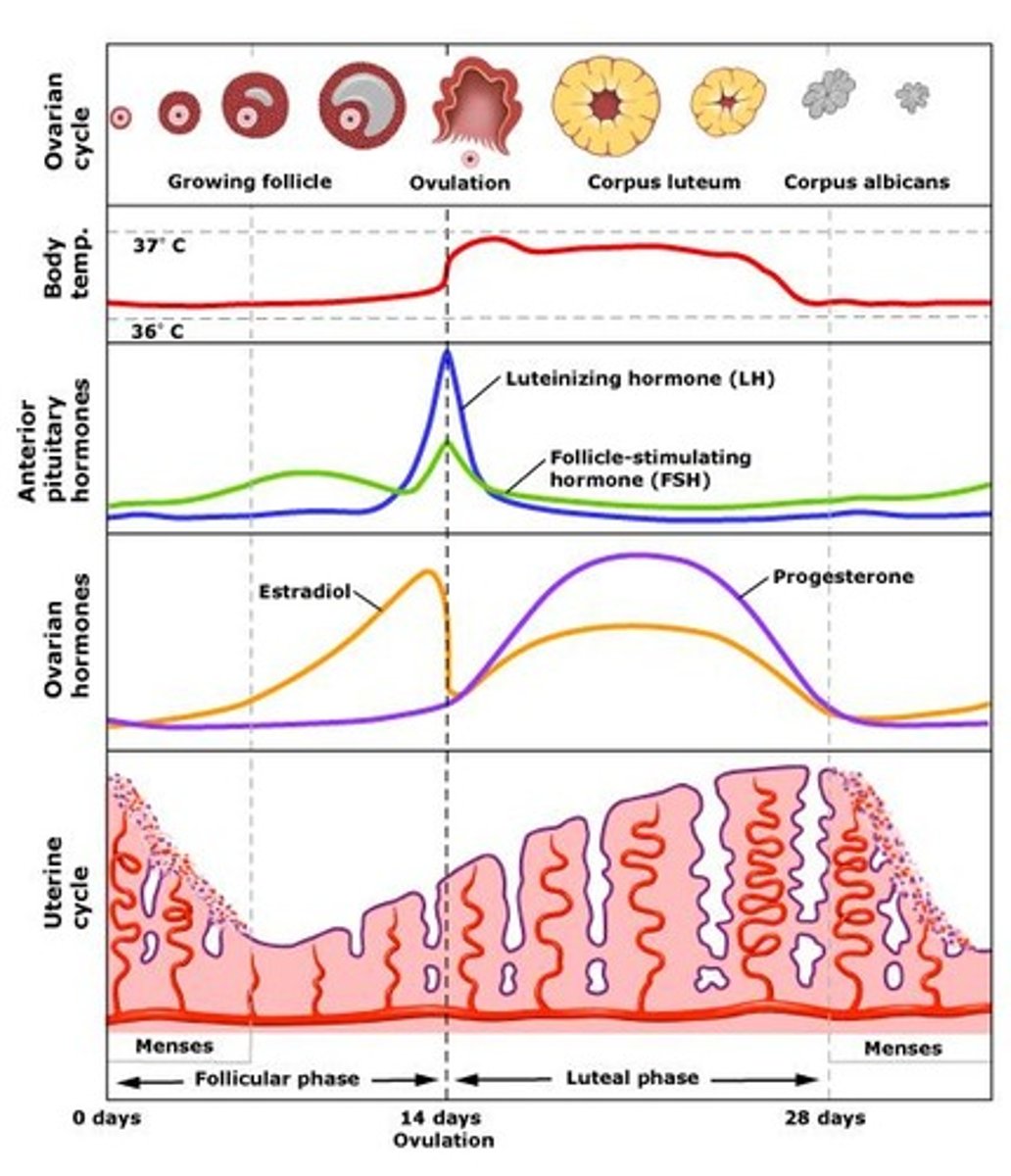 <p>Day 14</p><p>LH peak + FSH slight rise -&gt; stimulates ovulation </p><p>(secondary oocyte release from mature follicle)</p>
