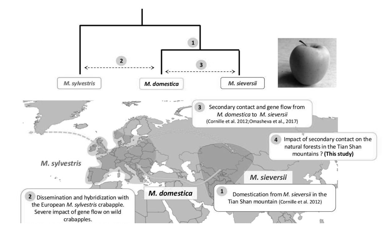 <ol><li><p>Apples spread arounf by migrating humans along Silk Roads</p></li><li><p>Apples crossed with local crab apples </p><ul><li><p>e.g Malus baccata in SIberia nad M. Sylvestris in Europe</p></li></ul></li><li><p>Evidence for westard movement</p><p>→ patches of wild <strong>but</strong> large sweet apples in mountains in Afganistan, Turkey and Iran</p></li></ol><p></p>