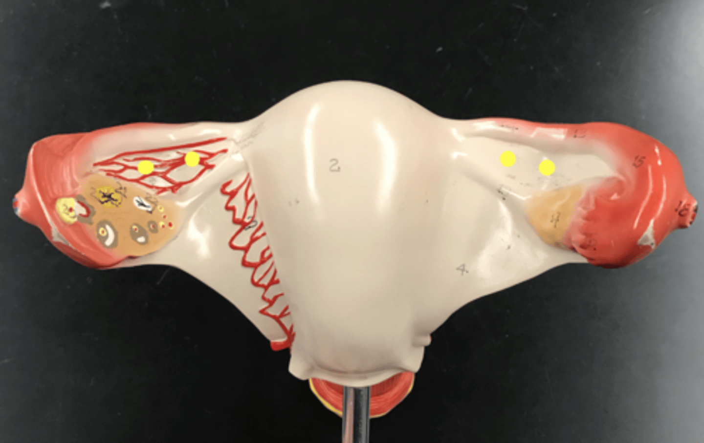 <p>Capillary network between the uterine tube and the ovary</p>