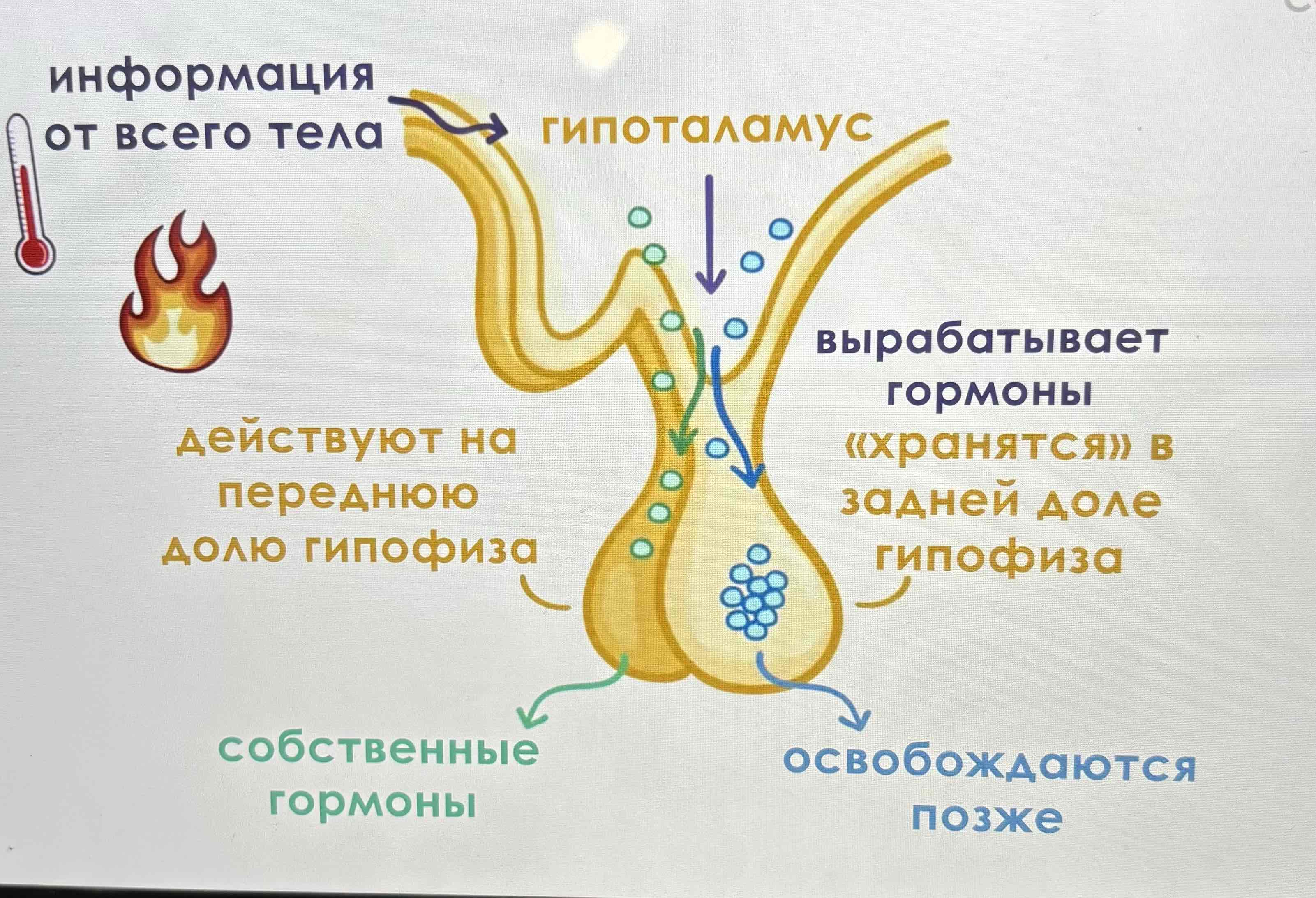 <p>Связующее звено между эндокринной и нервной системой. Получает сигналы от всего организма обо всём (температура)</p><p>Он реагирует производя гормоны, Которые хранятся в задней доле гипофиза. Или же вырабатывает гормоны которые действуют на переднюю долю гипофиза тем самым побуждает вырабатывать собственные гормоны</p>